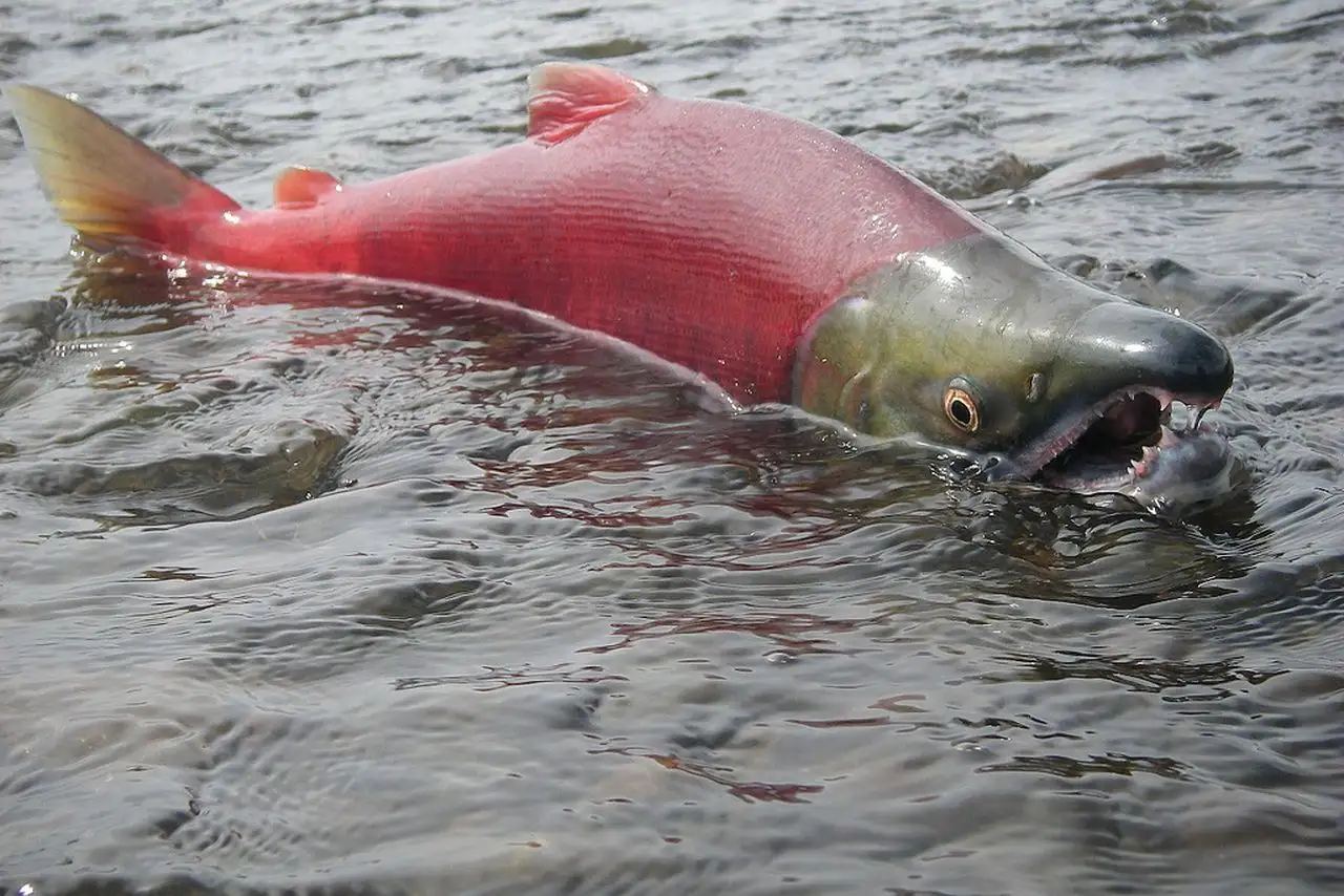 Wild Salmon.webp Wild Salmon.webp